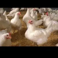 مرغ گوشتی داخل شهرخ امام خمینی