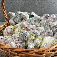 طوطی های برزیلی لاوبرد