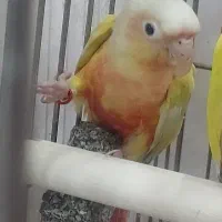 ردچیک نر و مونچیک نر