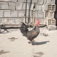 خروس