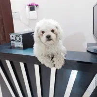 سگ سفید تدی (شیتزو)