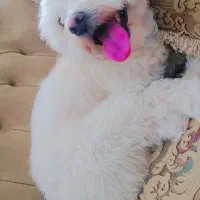 سگ گمشوده
