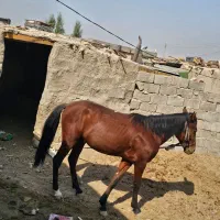 حیوانات|حیوانات مزرعه|هیرمند, |دیوار