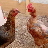 ۴ عدد مرغ تخم گذاری