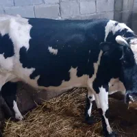 گاو شکم دار