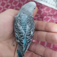 مرغ عشق ۲۰۰هزار تومان