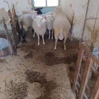 میش رمانف و رومن و ایلدوفرنس|حیوانات مزرعه|زالیان, |دیوار