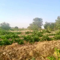 ۲۳۰۰ متر باغ انگور بارده بهر خیابان اصلی باغ|فروش دفتر صنعتی، کشاورزی، تجاری|کرج, کوی کارمندان شمالی|دیوار