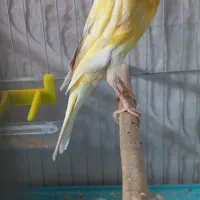 قناری ماده آماده کشیده|پرنده|رشت, جانبازان|دیوار