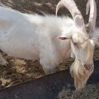 نر سانن اصل و کهره سانن|حیوانات مزرعه|یزد, |دیوار