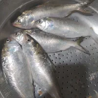 سلام ماهی صبور