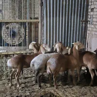 بره ماده و نر چینی