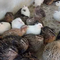 بلدرچین نزدیک به تخم