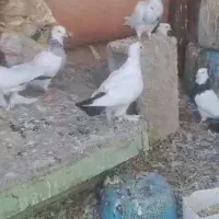 کبوتر دم سیا|پرنده|لنده, |دیوار