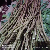 پیوند درخت پسته