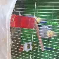 ۳تا عروس هلندی نر