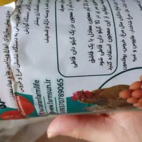 یک مرغ تخمگذار دستی نژاد آلمانی با متعلقات|حیوانات مزرعه|شیراز, لاله|دیوار