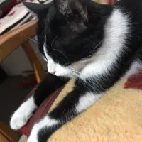 واگذاری گربه ماده خانگی