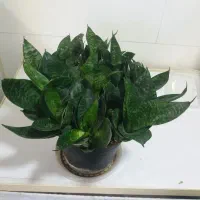 گل و گیاه آپارتمانی|گل و گیاه طبیعی|سقز, |دیوار