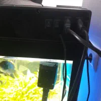 اکواریوم کمری و ماهی|ماهی|دماوند, دماوند|دیوار