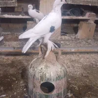 کبوتر لوتی قیتانی|پرنده|مرند, |دیوار