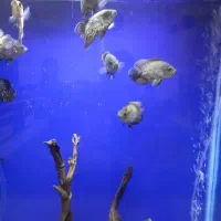 ماهی اسکار و بلک گست