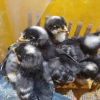 جوجه مرغ امروک . ویاندوت و گلین