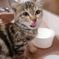 گربه|گربه|یزد, |دیوار