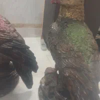 عقاب|مجسمه، تندیس، ماکت|آران و بیدگل, |دیوار