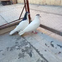 کبوتر.کفتر