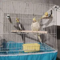 عروس هلندی .به همراه 1جوجه با تمام لوازم