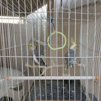 عروس هلندی|پرنده|خورموج, |دیوار