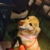 فروش سگ گلدن رتریور