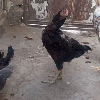 مرغ و خروس لاری|حیوانات مزرعه|محمدشهر, ولدآباد|دیوار