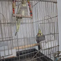 عروس هلندی|پرنده|ساوه, |دیوار