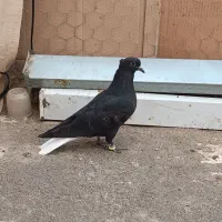 کفتر کلاغ دم سفید و هفترنگ