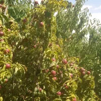 فروش باغچه بادرختان ۸ساله مستمر بابهترین موقعیت|فروش خانه و ویلا|هشتگرد, فشند|دیوار