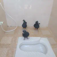 پلنگ و دم‌سیاه ماهان