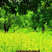 زمین کشاورزی