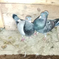 کبوتر|پرنده|قشم, |دیوار