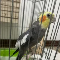 دو عدد عروس هلندی نر و ماده|پرنده|کرج, شهرک یاس شمالی|دیوار