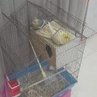 یک جفت عروس هلندی مولد|پرنده|تهران, باغ خزانه|دیوار