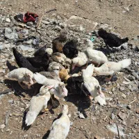 جوجه مرغ واردک اسراییلی ۲ماه