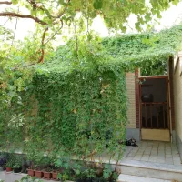 بذر گل رونده و گل