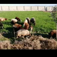 چوپانی و نگهداری از پرندگان با محل اسکان