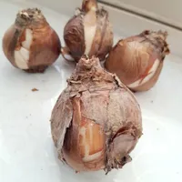 پیاز گل نرگس