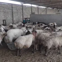 فروش میش آبستن داشتی|حیوانات مزرعه|قم, پردیسان|دیوار