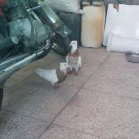 معاوضه