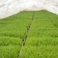 بانک نشا  توم  باکس سبد