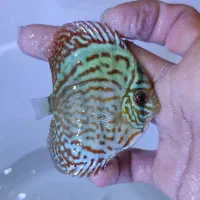 دیسکس گریدبالا|ماهی|مشهد, الهیه|دیوار